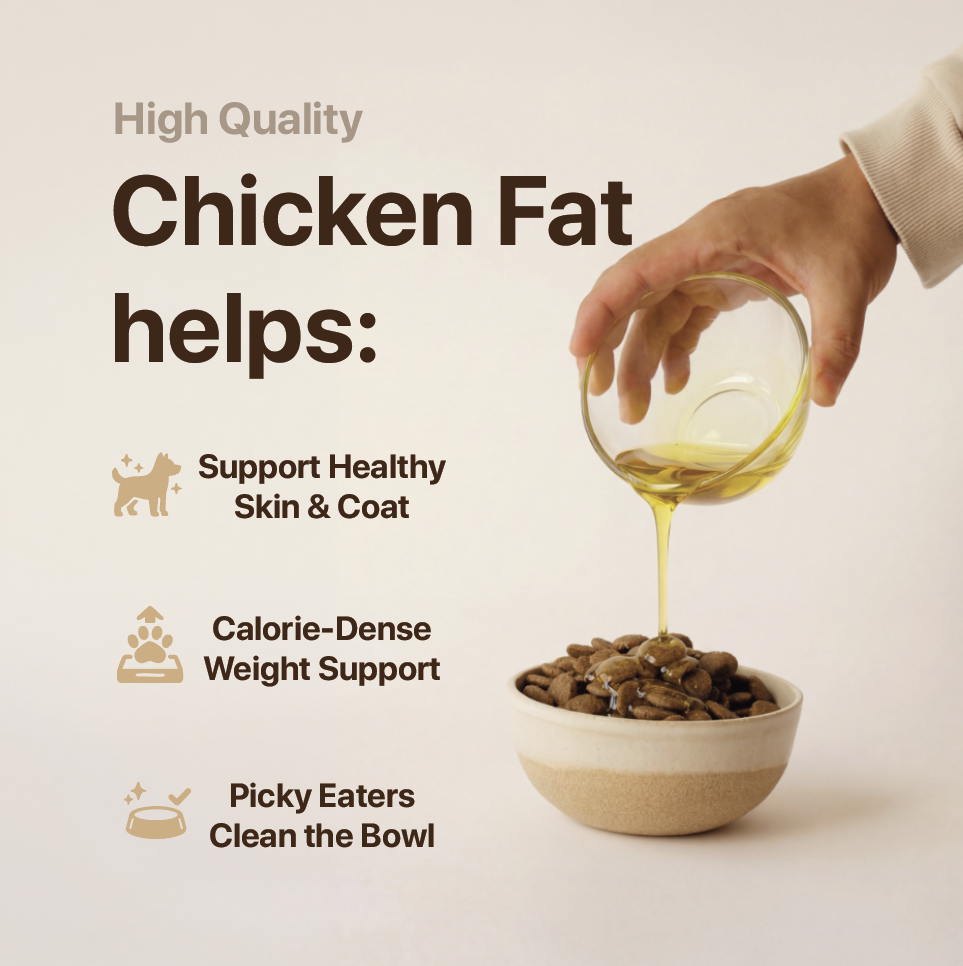 Hand pouring chicken fat into a bowl with text about its benefits on a beige background