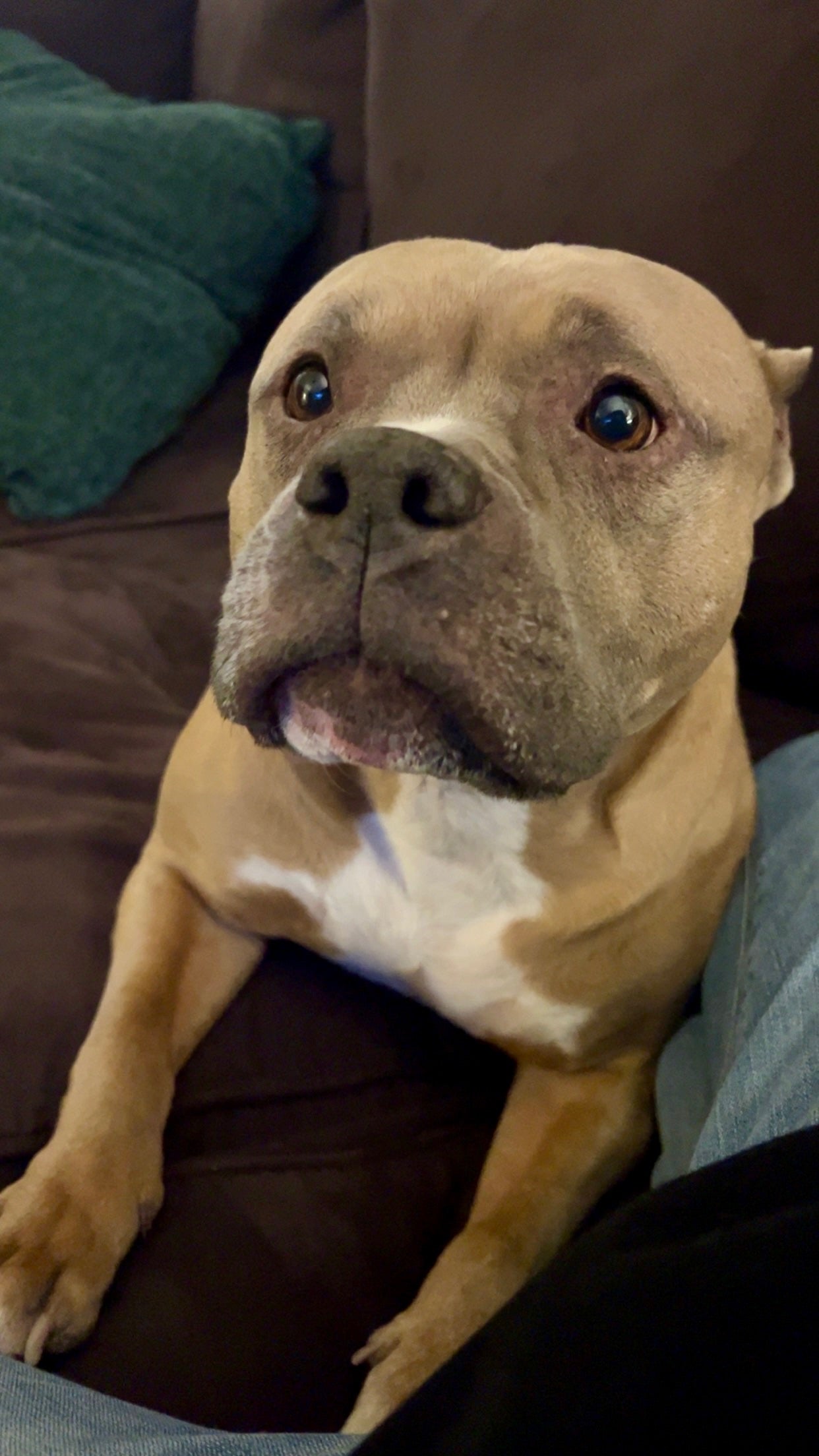 Brown and white dog sitting on a brown couch with a blurred background